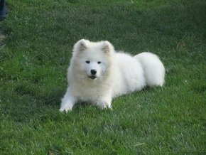 Samojed s PP - 1