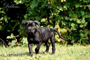 Cane Corso štěňátka s FCI PP - přátelská cena