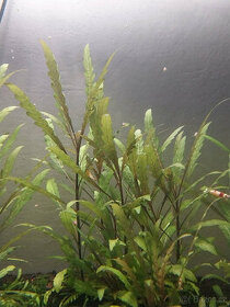 Hygrophila pinnatifida