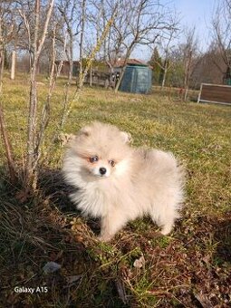 Pomeranian - 1