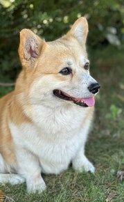 Welsh Corgi Pembroke pes s PP