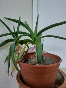 Aloe vera