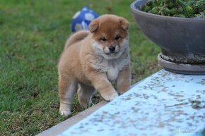 Shiba Inu s PP FCI