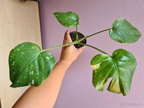 Monstera Thai Constellation