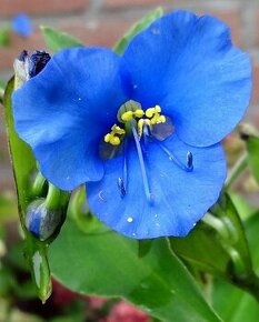 Komelina - Commelina tuberosa