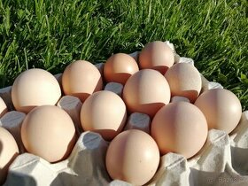Domácí vejce - přebytky
