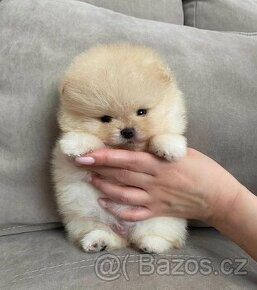 Pomeranian mini