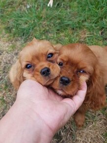 Kavalír king charles spaniel