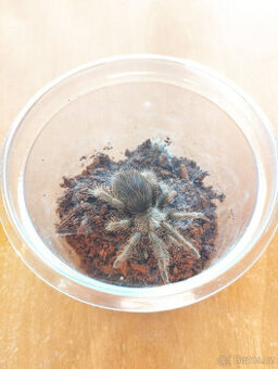 Tliltocatl (Brachypelma) albopilosum