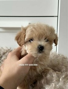 Maltipoo f1 fenka caramel