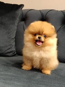 Pomerian Boo