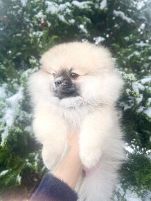 Pomeranian mini