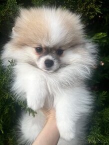 Pomeranian mini