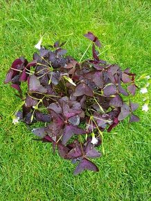 Oxalis triangularis - 1