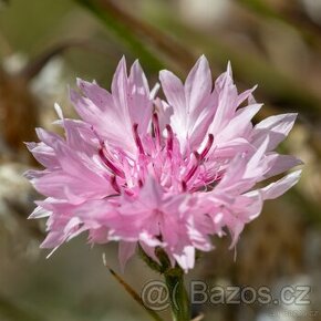 Chrpa luční růžová - Centaurea cyanus 200 semen 50 Kč - 1