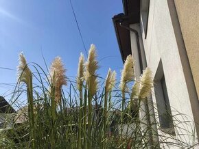 Pampová tráva ´Evita´ - Cortaderia selloana ´Evita´ květy