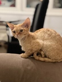 Devon Rex kocourek s PP - 1