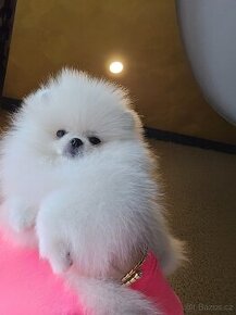 Pomeranian