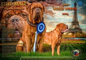 Bordeauxská doga, Dogue de bordeaux, French mastiff