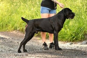 Cane Corso krytí - chovný černý pes