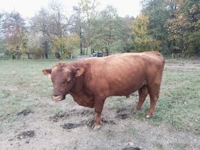 Red angus aberdeen