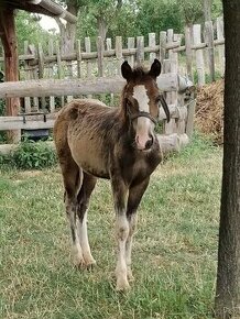 Welsh pony. aktuální do vymazání