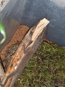 Anolis rudokrký