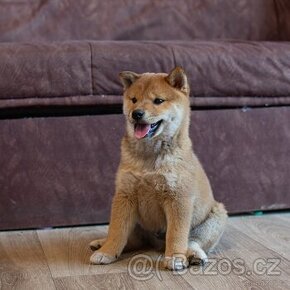 Shiba inu s FCI PP