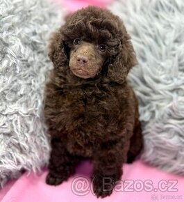 Pudl pudlik poodle toy - 1