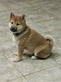 Shiba inu s PP