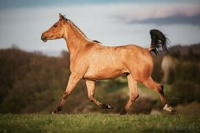 3,5letá QH klisna na prodej