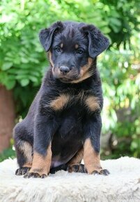 Beauceron