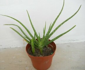 Aloe 20 cm nad zeminou