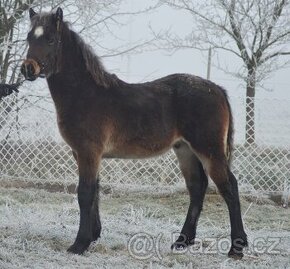 Welsh cob - hřebeček