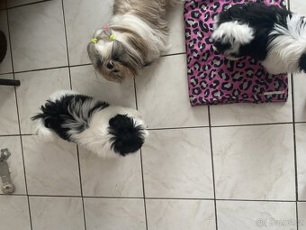 Prodám shih-tzu,shih tzu, shih zu