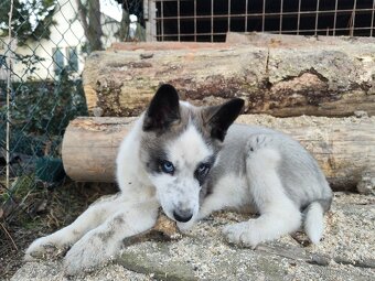 Štěňátka sibiřský husky