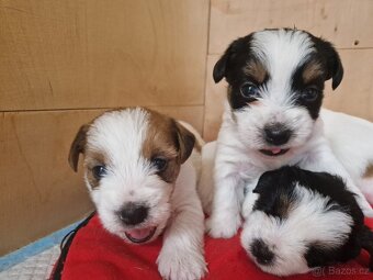 Prodám štěně fenku Jack Russell Teriéra