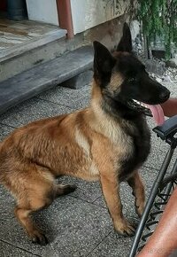 Belgický ovčák Malinois