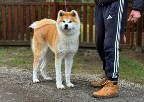 Akita inu s PP