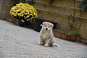 Akita Inu štěňata s PP ODBĚR IHNED