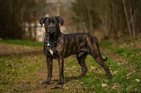 Krycí pes Cane Corso s PP