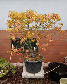 JAVOR AMURSKÝ (OHNIVÝ) - (ACER GINNALA) bonsai