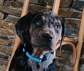 Louisiana Leopard dog