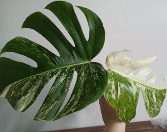 Monstera albo variegata