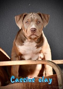 American bully Xl