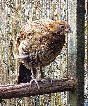 SATYR CABOTŮV -TRAGOPAN CABOTI - 1