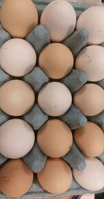Domaci vejce z volneho chovu (jizni Morava)