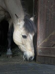 Pony do pronájmu