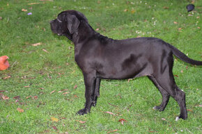 BOERBOEL BALLOTADA -búrský buldok - jihoafrický boerboel