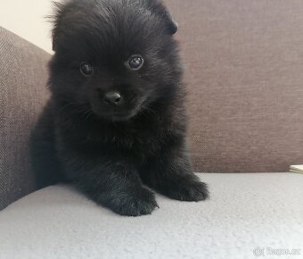 Pomeranian